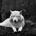 prensbordo adlı kullanıcı